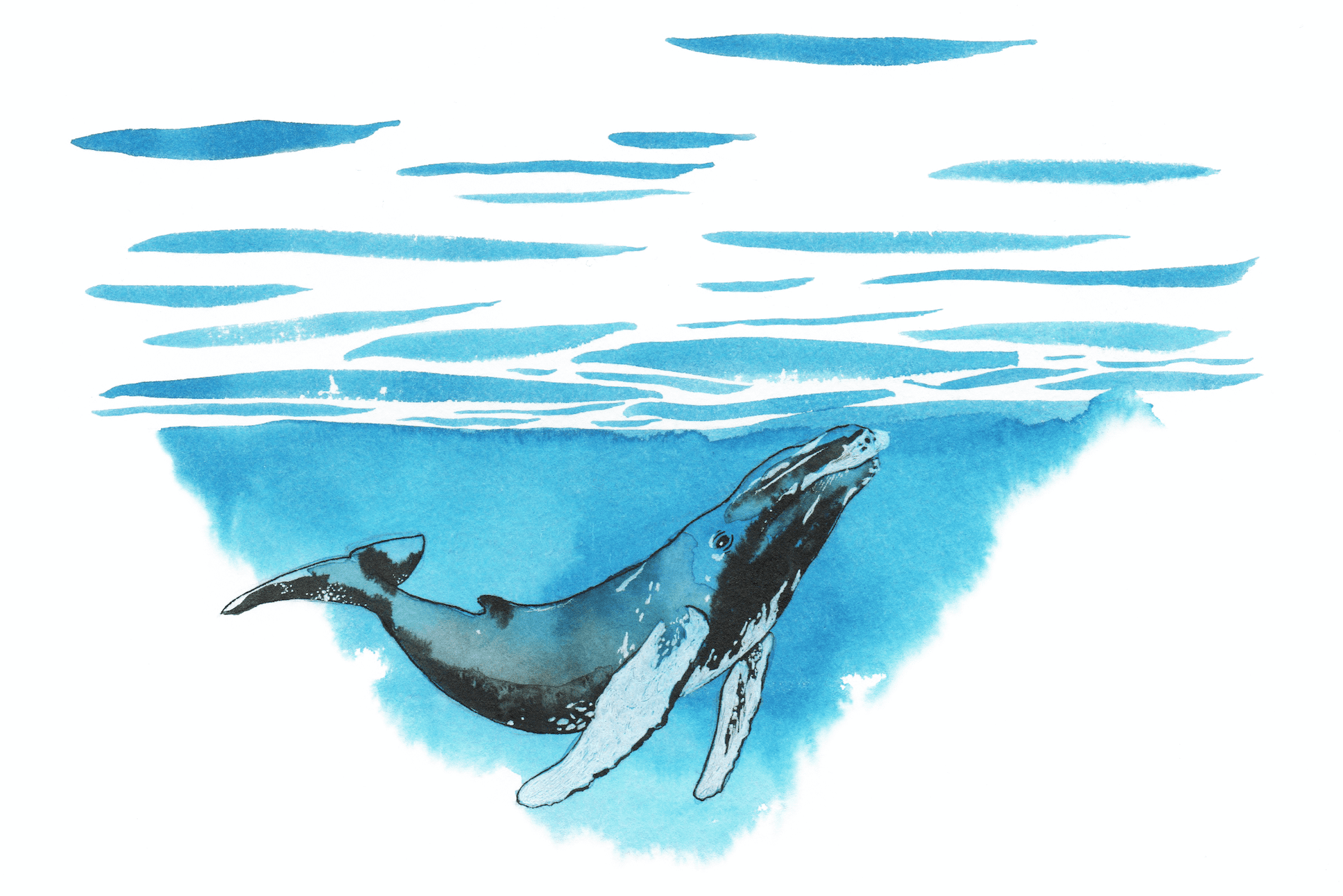 Ilustración de la artista Helena de la ballena nadando en el océano en Branding Ángel Román