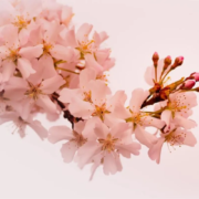 Rama de flores de cerezo con pétalos rosados sobre un fondo claro, ideal para representar imágenes delicadas y estéticas en campañas de comunicación visual y marketing.